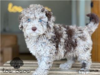 Puerto Rico Increible Mini Labradoodle - Los Osos PR, Perros Gatos y Caballos