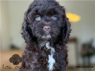 Puerto Rico Cockapoo Machito Belllo! - Los Osos PR, Perros Gatos y Caballos