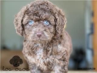 Puerto Rico Merle Mini Labradoodle - Los Osos PR, Perros Gatos y Caballos