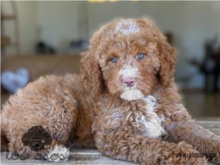 Puerto Rico Mini Goldendoodle - Los Osos PR, Perros Gatos y Caballos