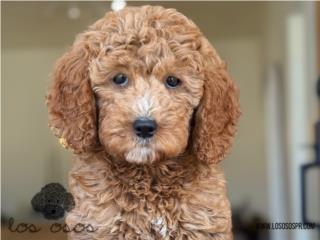 Puerto Rico Mini Goldendoodle - Los Osos PR, Perros Gatos y Caballos