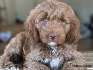 Puerto Rico Mini Goldendoodle Macho - Los Osos PR, Perros Gatos y Caballos