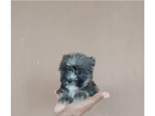 YORKIE TOY HEMBRA , Dogs