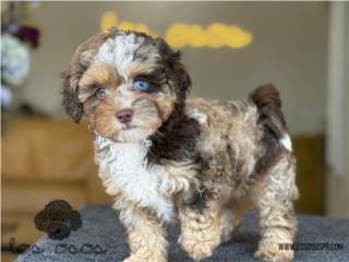 Puerto Rico Shitzu Bichon Poodle - Los Osos PR, Perros Gatos y Caballos