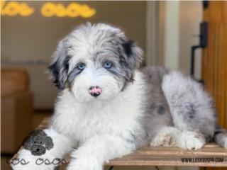 Puerto Rico Sheepadoodle Ojos Azules! - Los Osos PR, Perros Gatos y Caballos