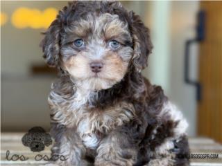 Puerto Rico Toy Poodle Merle - Los Osos PR, Perros Gatos y Caballos