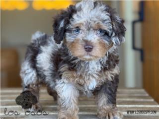 Puerto Rico Merle Toy Poodle Hermosa! - Los Osos PR, Perros Gatos y Caballos