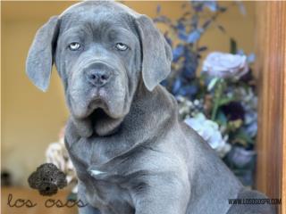 Cane Corso AKC - Los Osos PR, Mascotas Puerto Rico