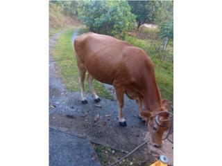 Jersey cows vacas, Mascotas Puerto Rico