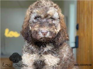 Puerto Rico Labradoodle Increible! - Los Osos PR , Perros Gatos y Caballos