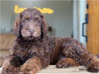 Espectacular Labradoodle Sable - Los Osos PR, Mascotas Puerto Rico