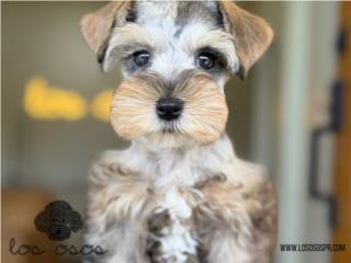 Schnauzer Mini Chiquitos! - Los Osos PR, Mascotas Puerto Rico