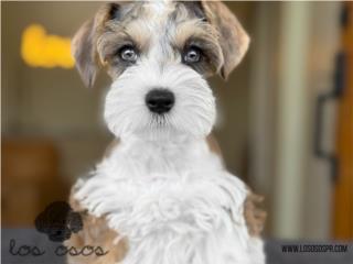 Schnauzer Mini Preciosa! - Los Osos PR, Mascotas Puerto Rico