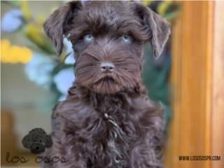 Schnauzer Liver Chocolate - Los Osos PR, Mascotas Puerto Rico