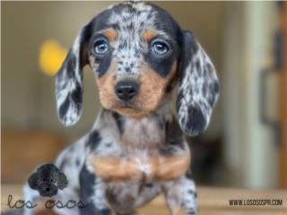 Puerto Rico Dachshund Merle WOW! - Los Osos PR, Perros Gatos y Caballos