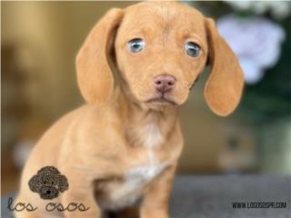 Puerto Rico Dachshund Hermosa - Los Osos PR, Perros Gatos y Caballos