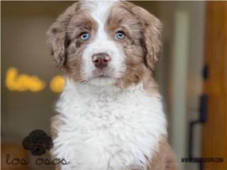 Puerto Rico Aussiedoodle Sus Ojos! - Los Osos PR, Perros Gatos y Caballos