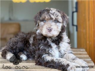 Puerto Rico Aussiedoodle Merle - Los Osos PR, Perros Gatos y Caballos