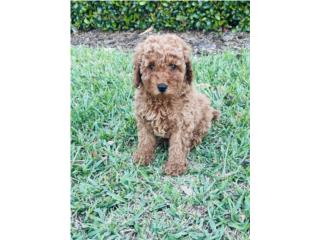 Mini Poodle Red AKC , Jose Pets 