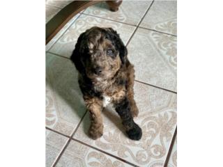 Puerto Rico Golden Doodle , Perros Gatos y Caballos