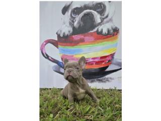 Puerto Rico French Bulldog nena, Perros Gatos y Caballos