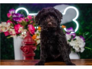SINCLAIR F1 MINI PORTIDOODLE (VISITANOS EN GU, Mascotas Puerto Rico