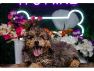 Puerto Rico YORK MINI POODLE (VISITANOS EN GUAYNABO), Perros Gatos y Caballos