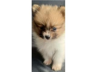 Puerto Rico Pomerania macho toys de bolsillo, Perros Gatos y Caballos
