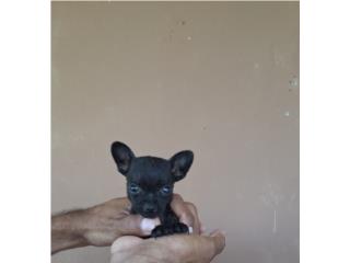 CHIHUAHUA TOY HEMBRA NEGRA , Dogs