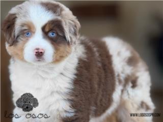 Puerto Rico WOW Mini Australian Shepherd - Los Osos PR, Perros Gatos y Caballos