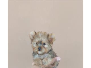 YORKIE GOLDEN HEMBRA , Dogs