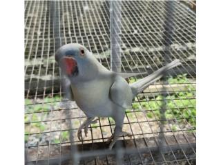Ringneck arlequin violeta esmeralda hembra , JG Aviario