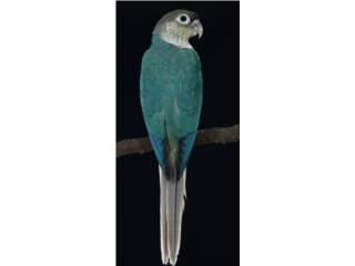 Green cheek Yellow side turquesa (( bebe )), JG Aviario