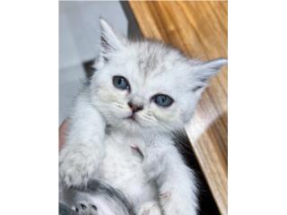 Puerto Rico Persa extico pelo cort gatita, Perros Gatos y Caballos