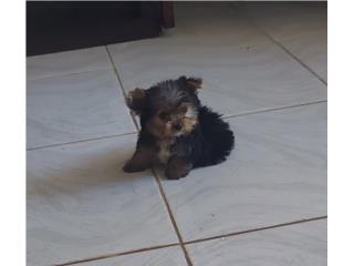 YORKIE TOY MACHO BLACK & GOLD, Puppy
