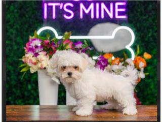 CASPER MALTESE (VISITANOS EN GUAYNABO), Mascotas Puerto Rico