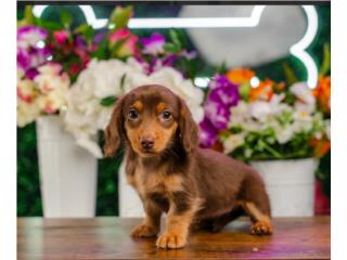 Puerto Rico DILL MINI DACHSHUND(VISITANOS EN GUAYNABO), Perros Gatos y Caballos