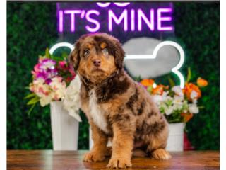 Puerto Rico PRAGUE MINI AUSSIEDOODLE (VISITANOS EN GUAYNA, Perros Gatos y Caballos