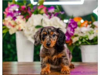 Puerto Rico PEANUT MINI DACHSHUND(VISITANOS EN GUAYNABO), Perros Gatos y Caballos