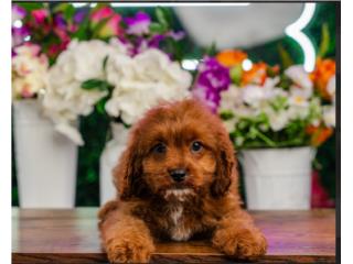 Puerto Rico HILDEE CAVAPOO (VISITANOS EN GUAYNABO), Perros Gatos y Caballos