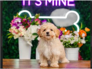 Puerto Rico MACARONI MALTIPOO(VISITANOS EN GUAYNABO ), Perros Gatos y Caballos