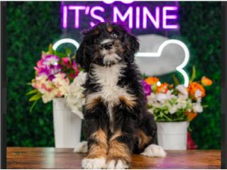 Puerto Rico HOSS F1 MINI BERNEDOODLE(VISITANOS EN GUAYNAB, Perros Gatos y Caballos