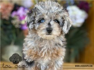 Puerto Rico Mini toy Poodle Blue Merle - Los Osos PR, Perros Gatos y Caballos