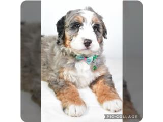 Mini Bernedoodle tricolor merle , Jose Pets 