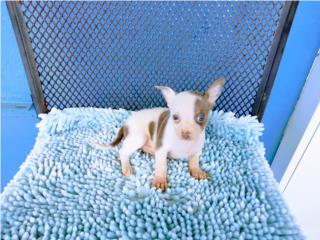 TOY CHIHUAHUA-PINTO BLUE-OJOS AZULES-PAPELES, Puppy world