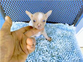 TOY CHIHUAHUA-BLUE FAWN MERLE Y OJOS AZULES, Puppy world