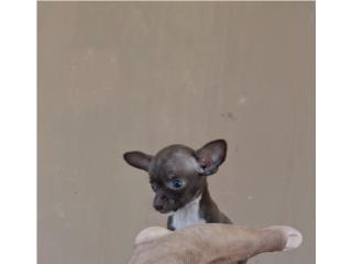 CHIHUAHUA MACHO CHOCOLATE RED NOSE, Dogs