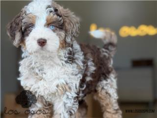 Puerto Rico Ojazos! Bernedoodle Choco Merle - Los Osos PR, Perros Gatos y Caballos
