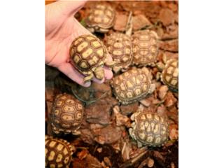 Sulcata Ponce Puerto Rico