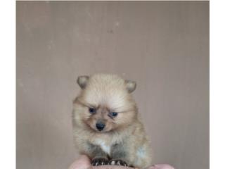 POMERANIAN TOY MACHO, Dogs